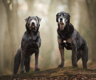 Labrador Mischling Paderborn Hundefotografie